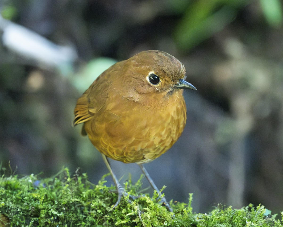 Urubamba Antpitta - ML637009179