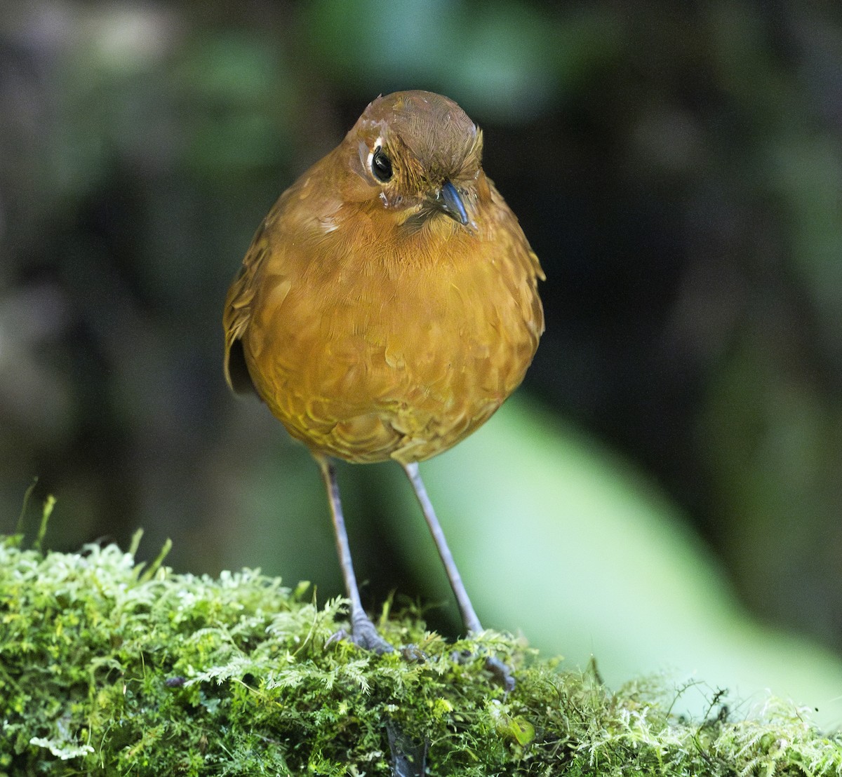 Urubamba Antpitta - ML637009180