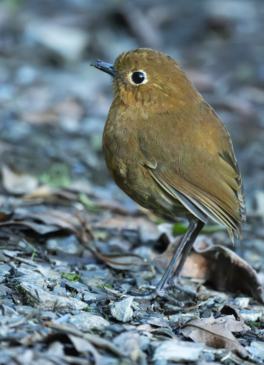 Urubamba Antpitta - ML637009181