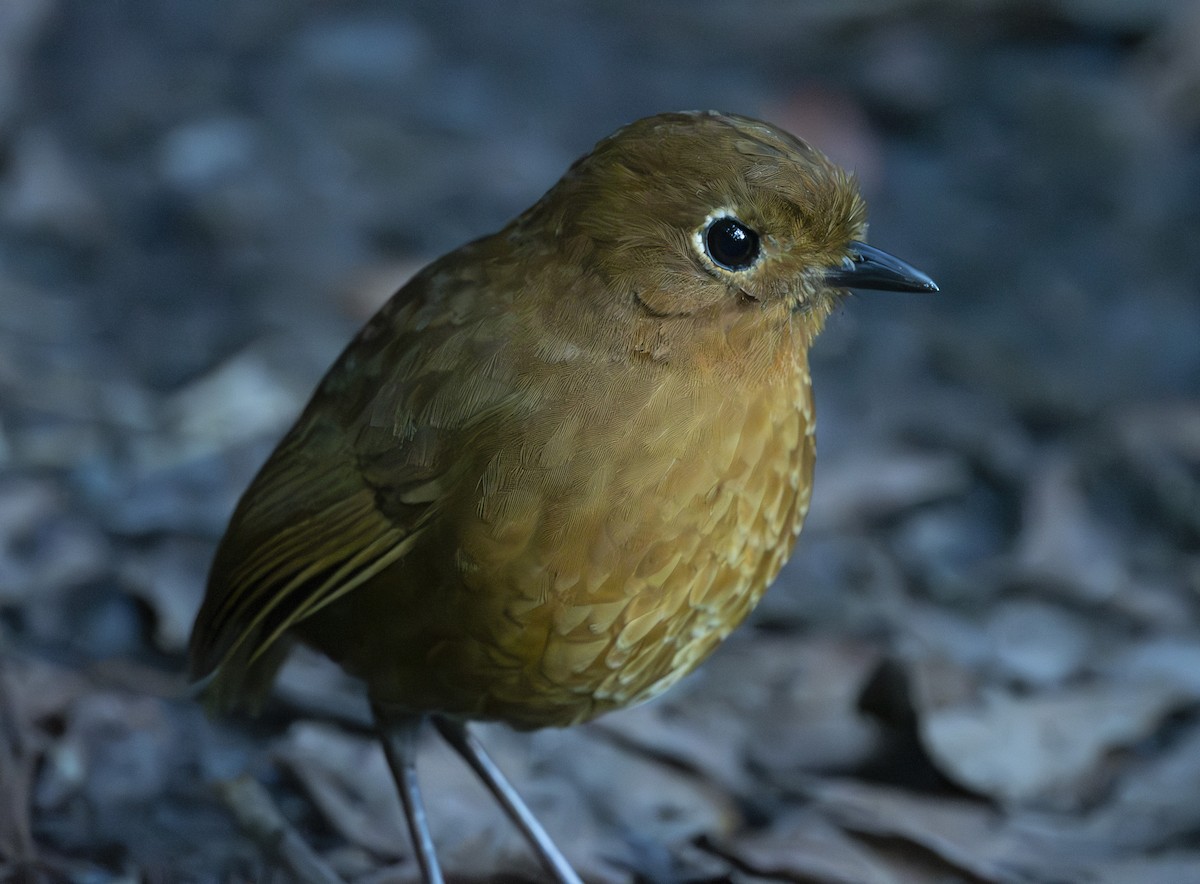 Urubamba Antpitta - ML637009182