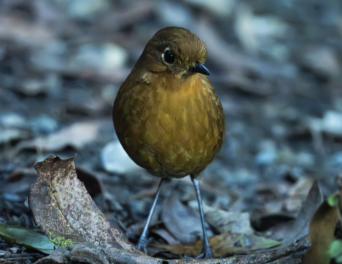 Urubamba Antpitta - ML637009183