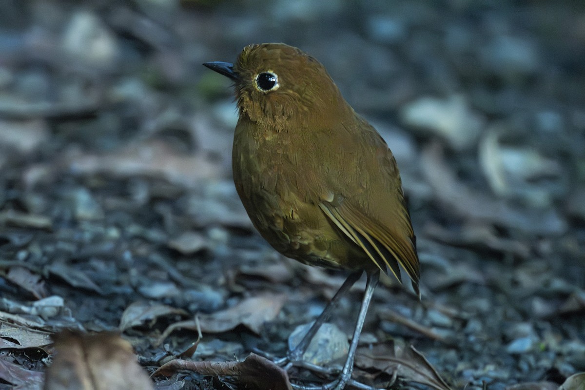 Urubamba Antpitta - ML637009185