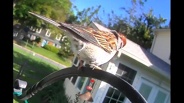 Chipping Sparrow - ML637009232