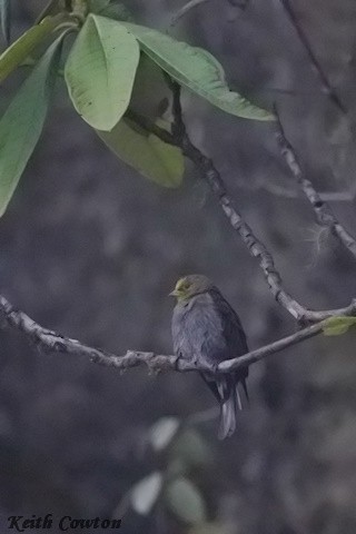 Yellow-rumped Honeyguide - ML637009234