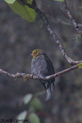 Yellow-rumped Honeyguide - ML637009235