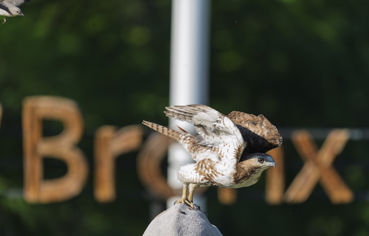 Red-tailed Hawk - ML637009266