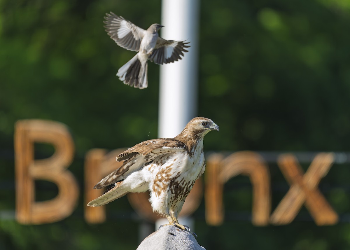 Red-tailed Hawk - ML637009267