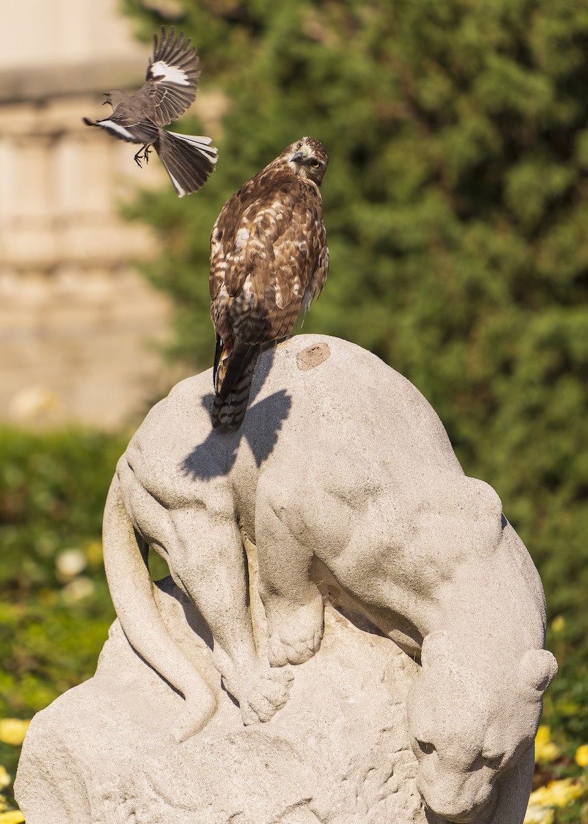 Red-tailed Hawk - ML637009268