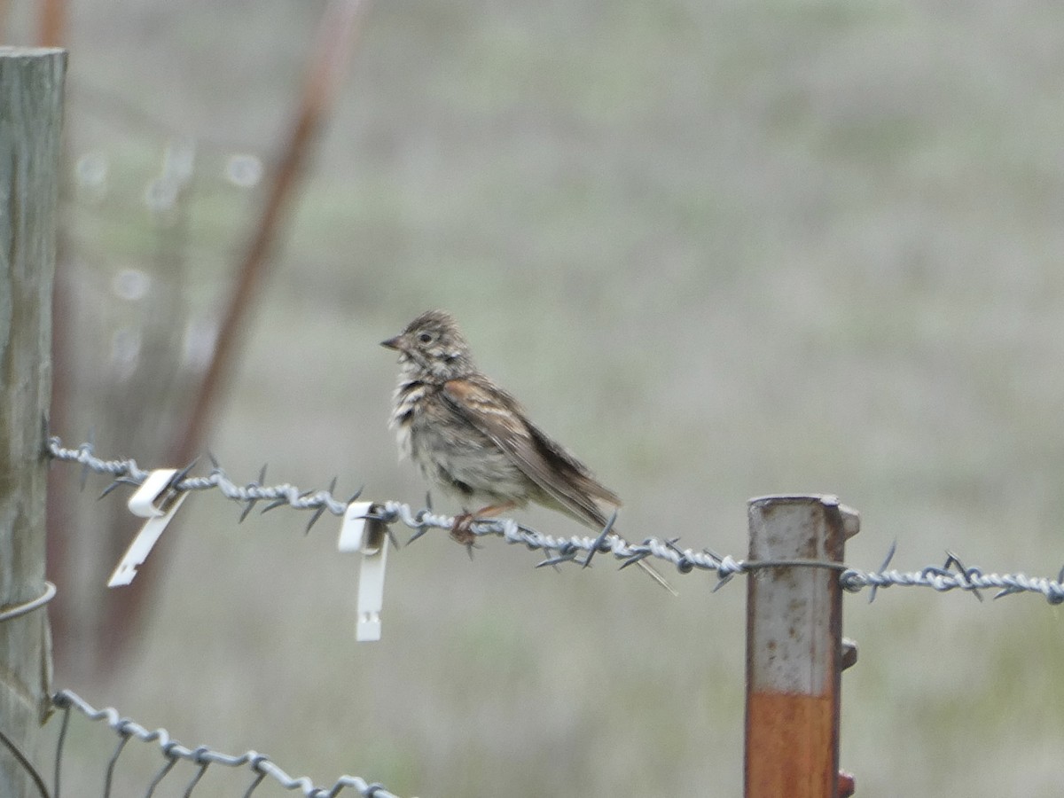 Vesper Sparrow - ML637009300