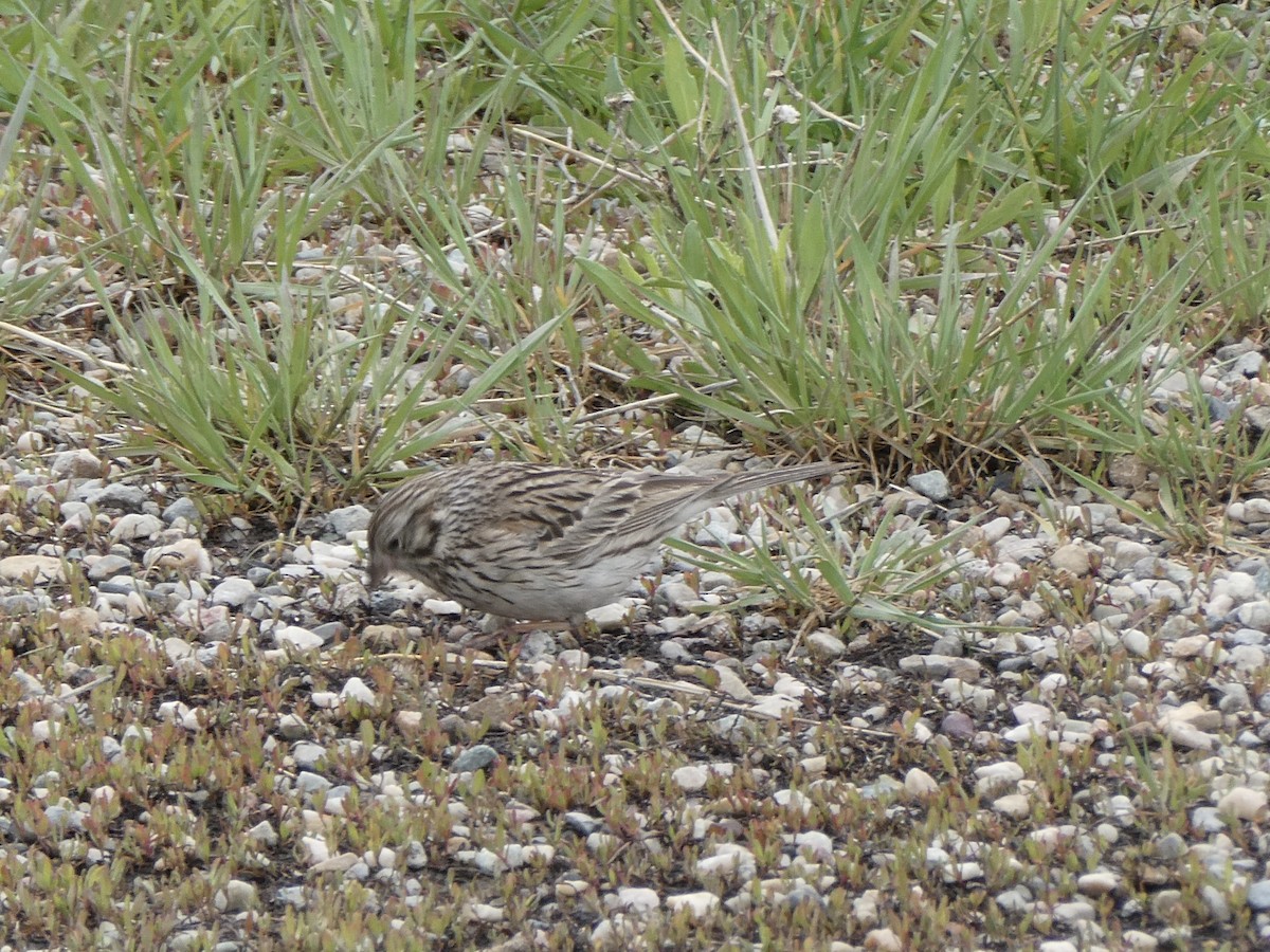 Vesper Sparrow - ML637009301