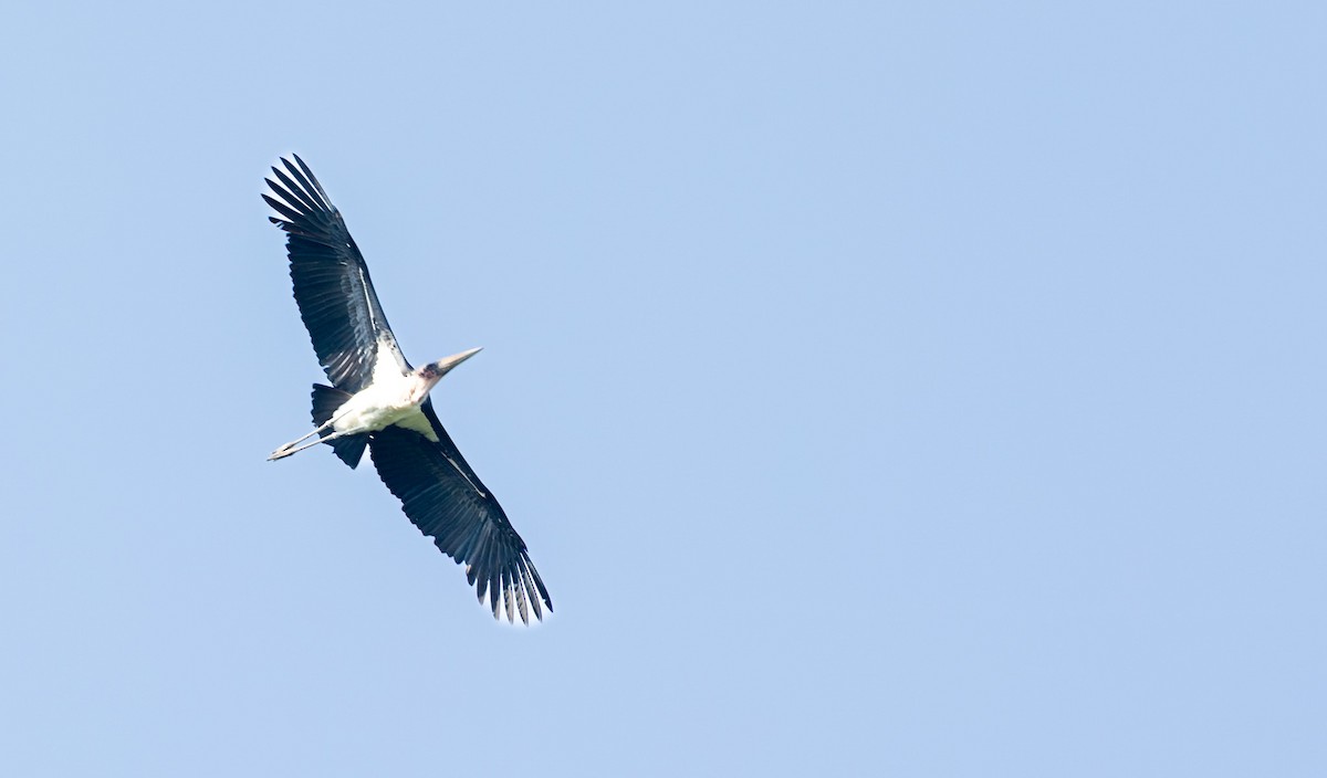 Marabou Stork - ML637009352