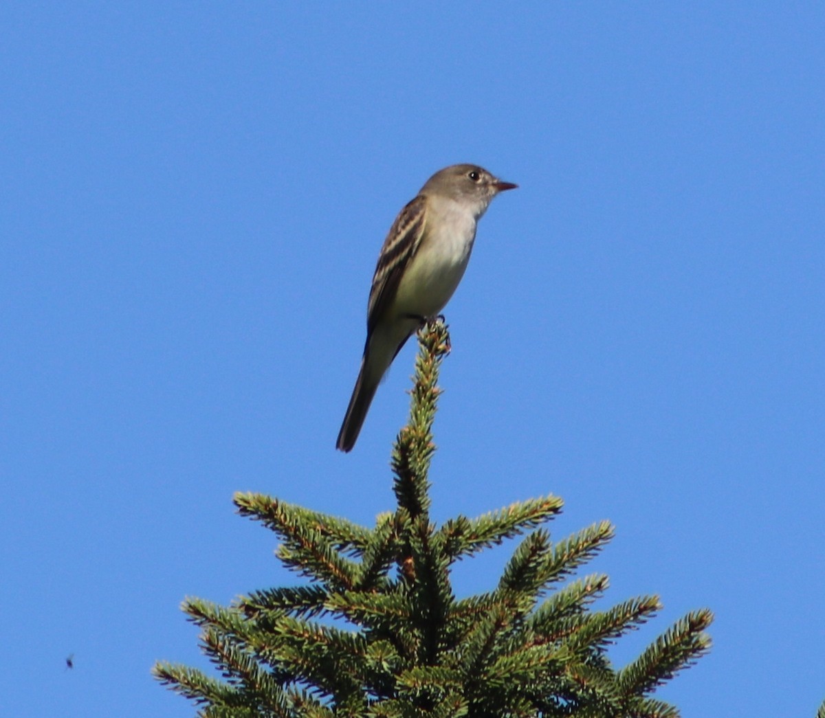 Alder Flycatcher - ML637009481