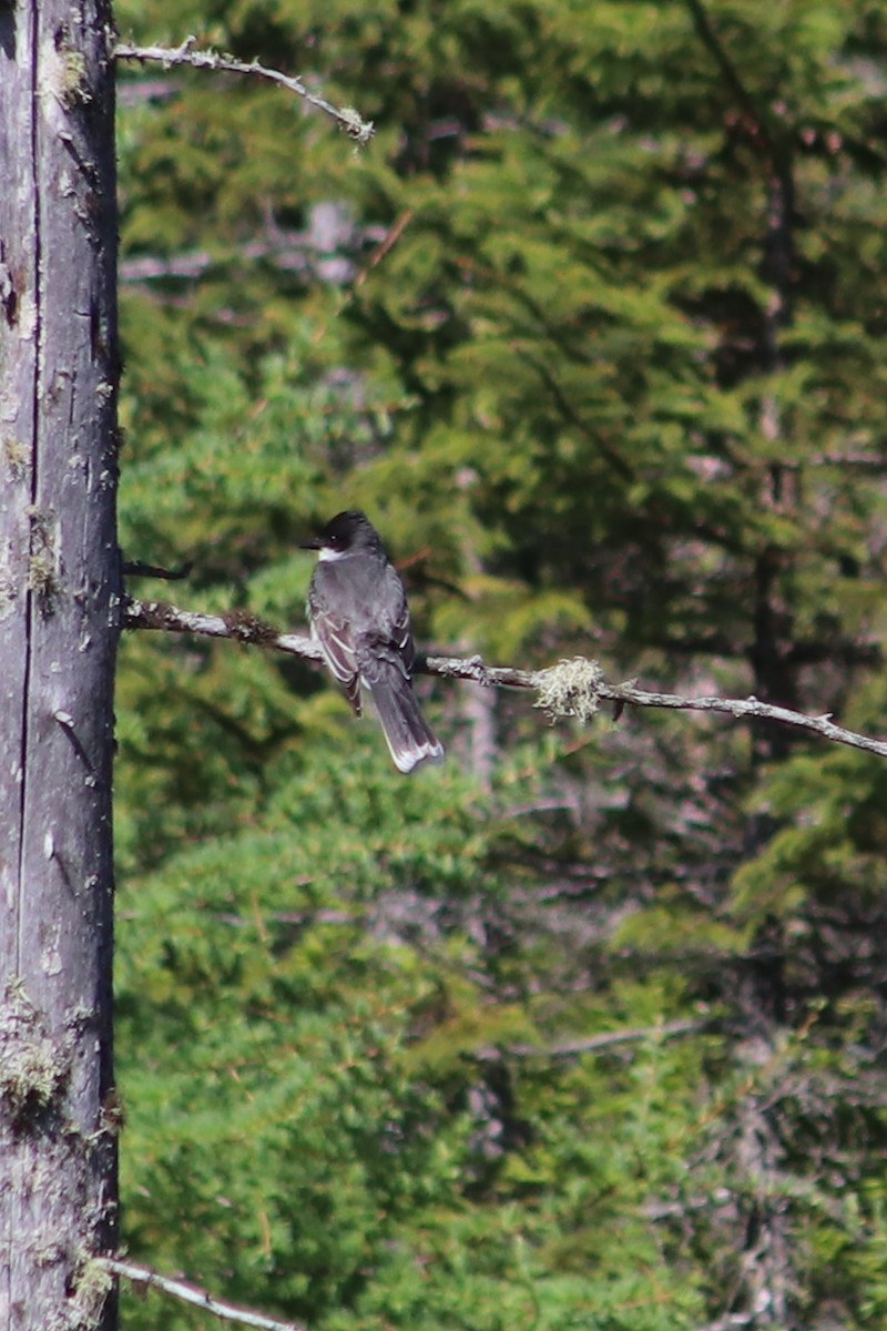 Eastern Kingbird - ML637009488