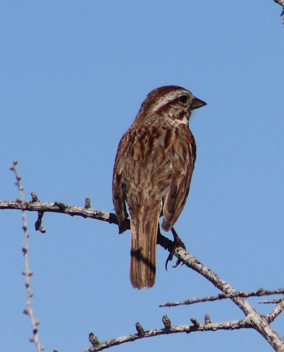 Song Sparrow - ML637009502