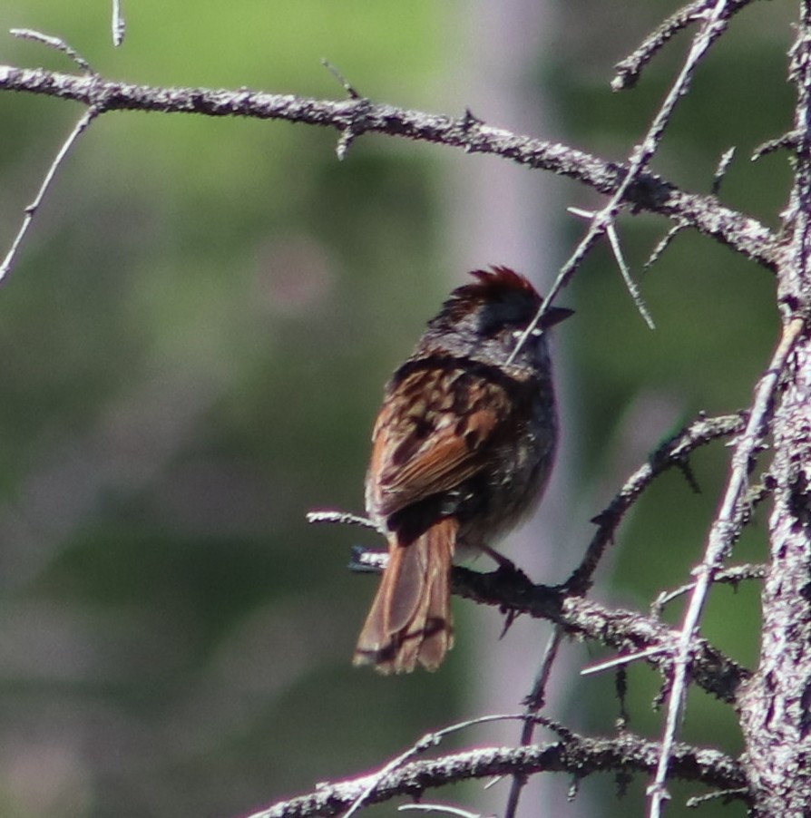 Swamp Sparrow - ML637009506