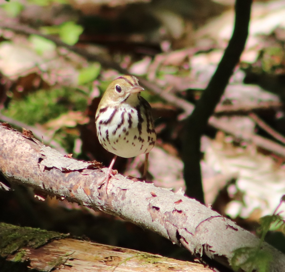 Ovenbird - ML637009512