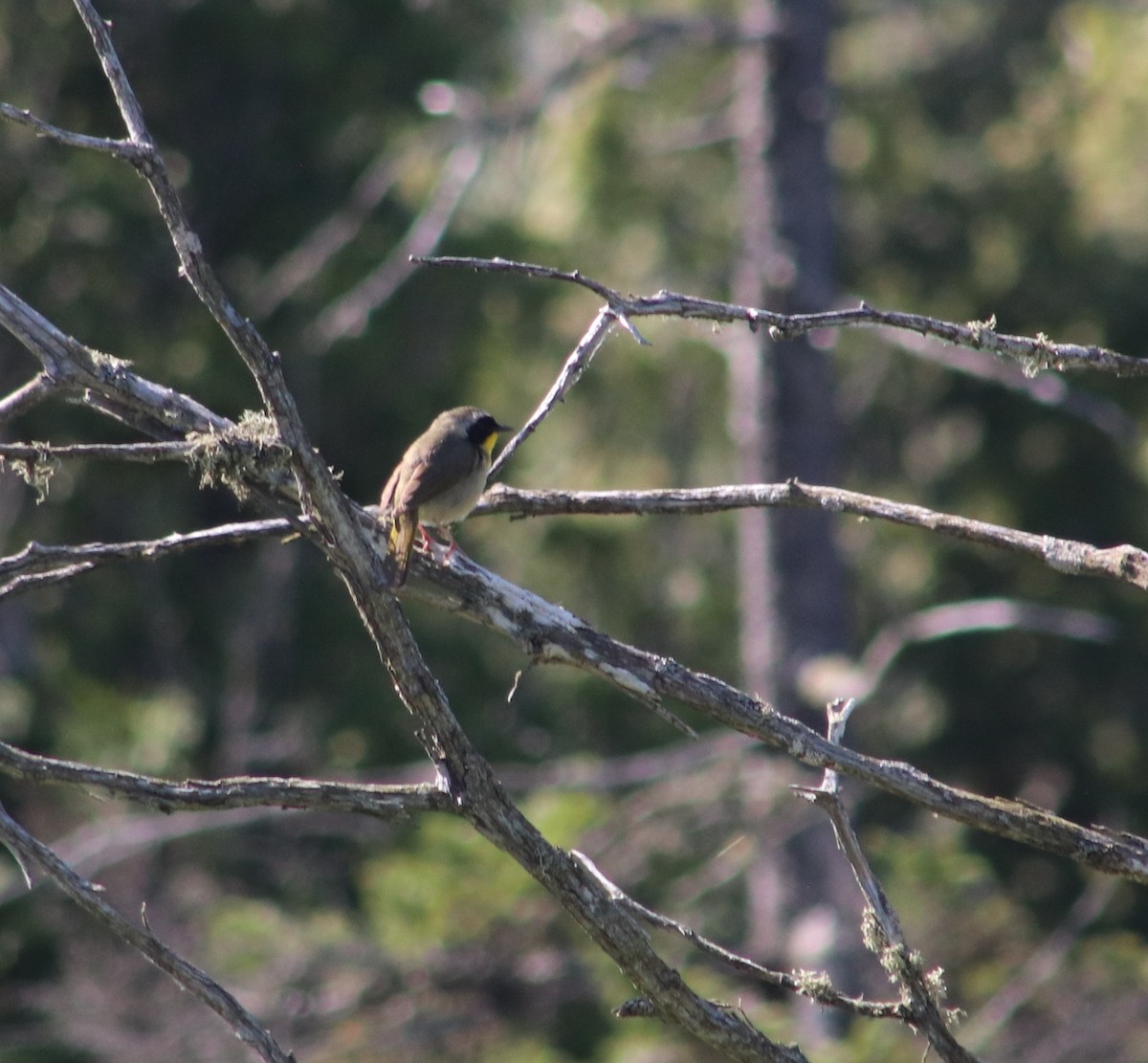 Common Yellowthroat - ML637009516