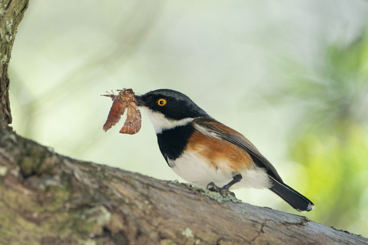 Cape Batis - ML637009519