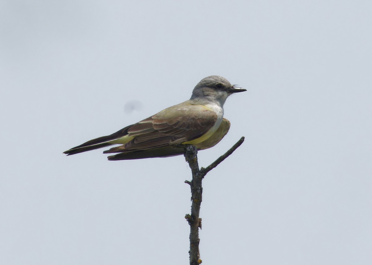 Western Kingbird - ML637009557