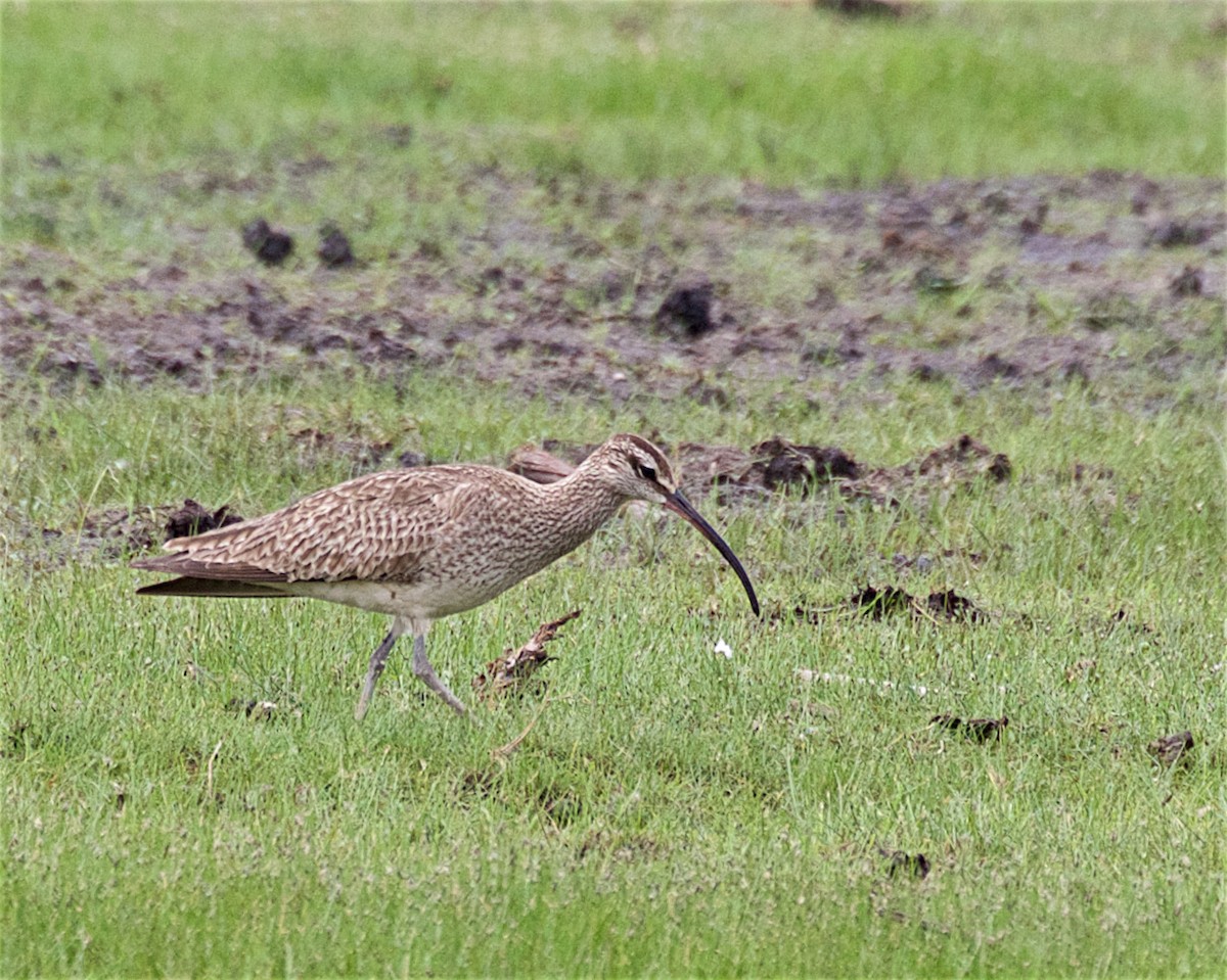 Whimbrel - ML637009576