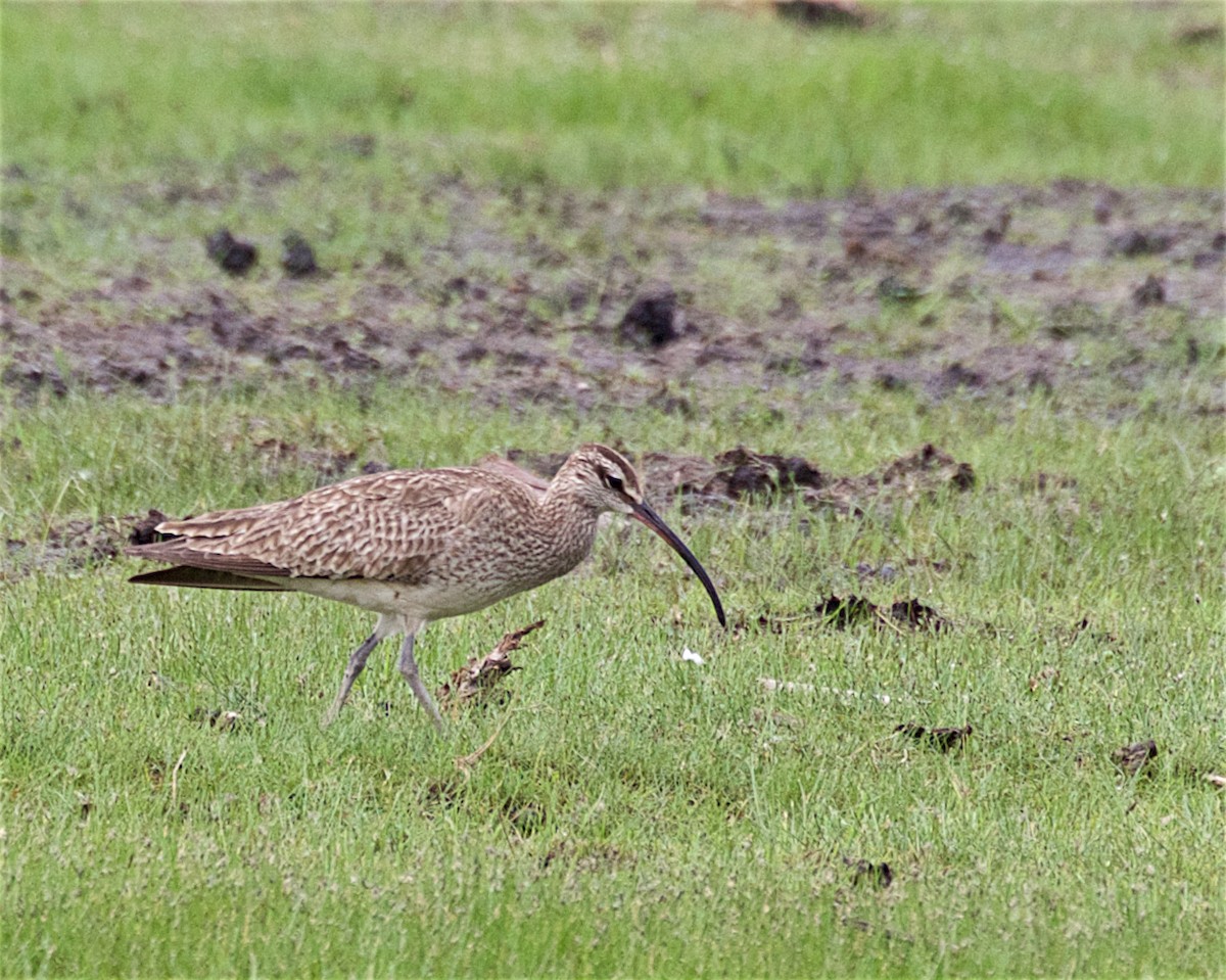 Whimbrel - ML637009577