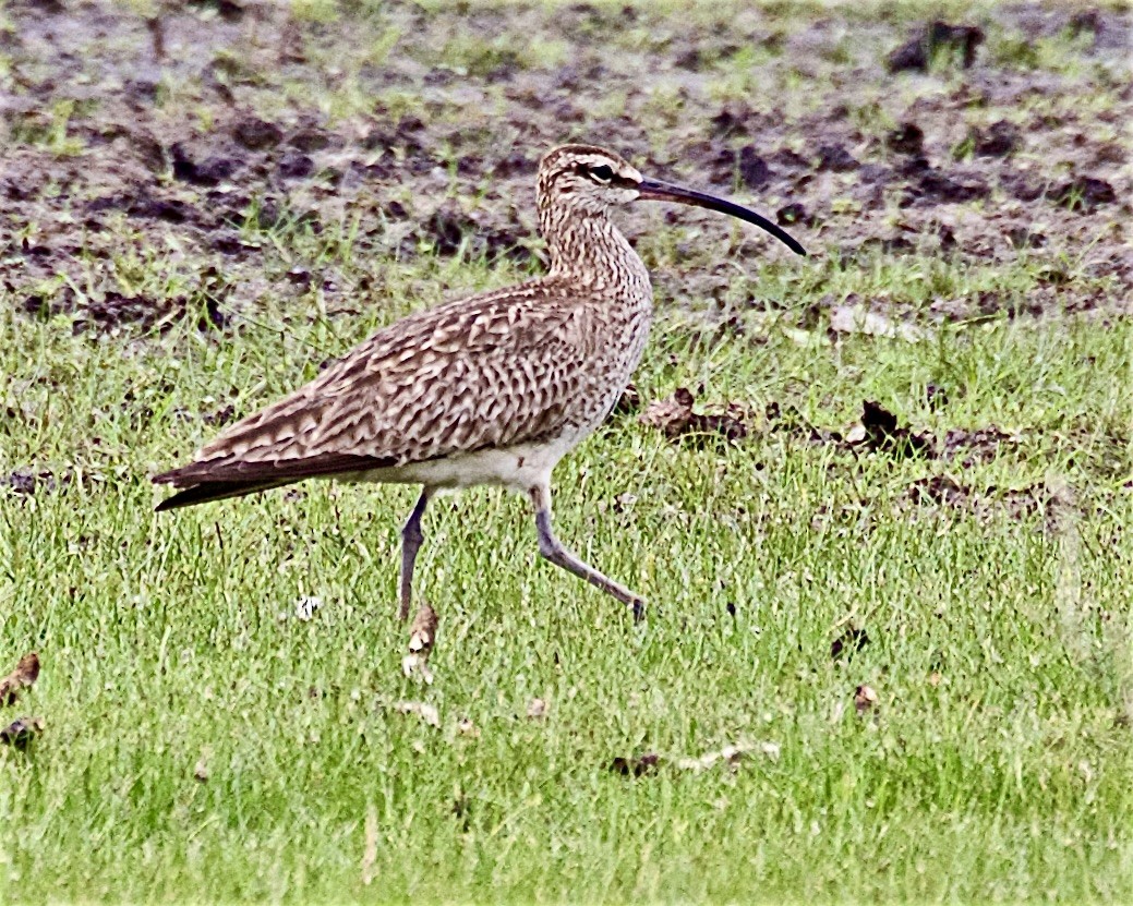 Whimbrel - ML637009578