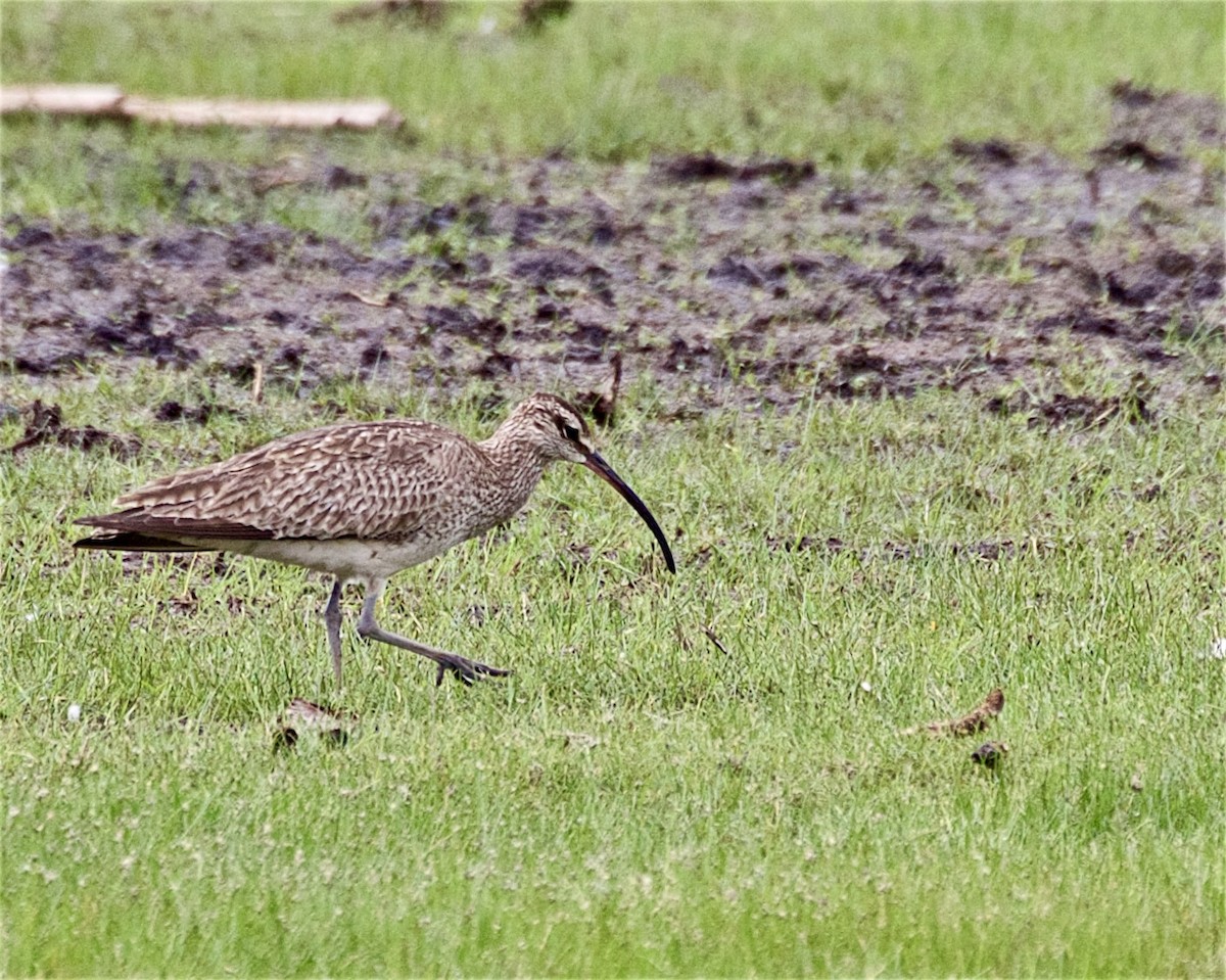 Whimbrel - ML637009579