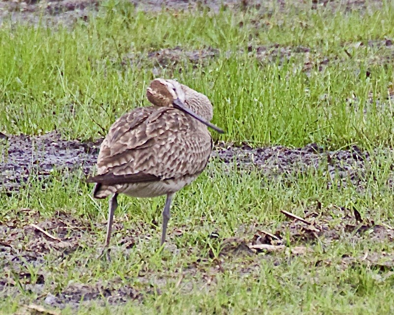Whimbrel - ML637009580
