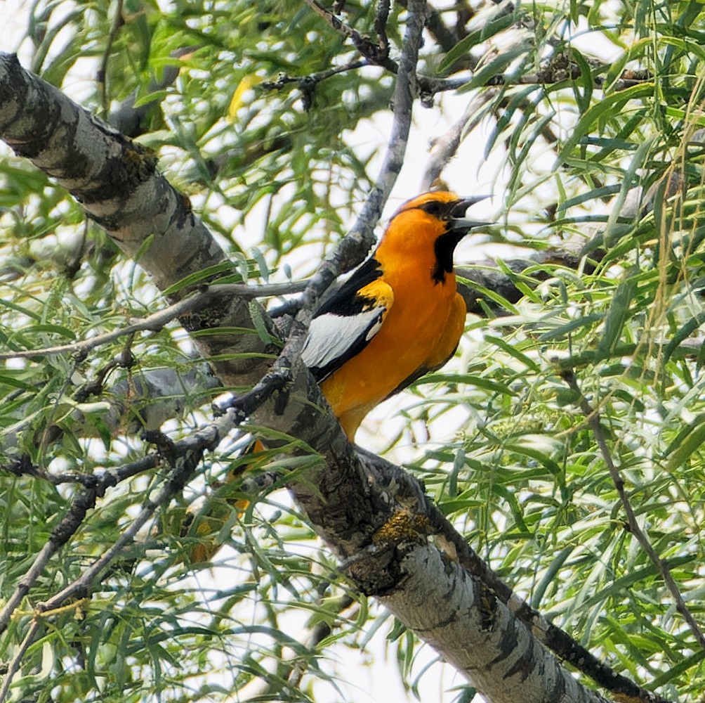 Bullock's Oriole - ML637009660