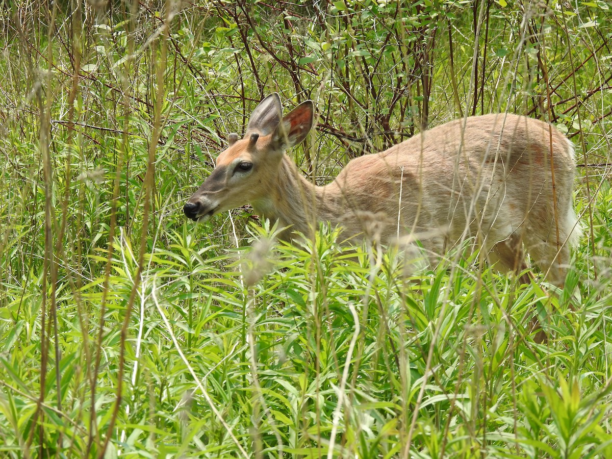 白尾鹿 - ML637009669