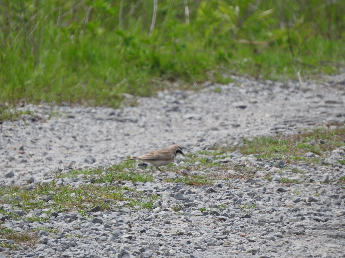 Horned Lark - ML637009686