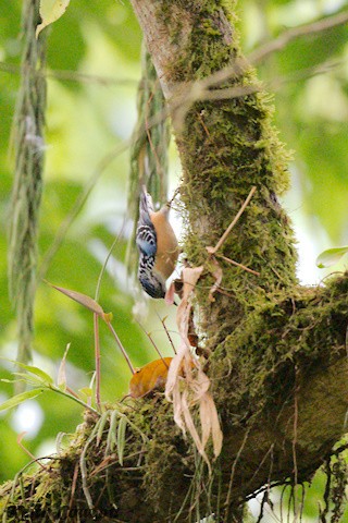 Beautiful Nuthatch - ML637009750