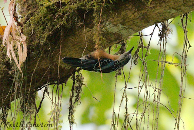 Beautiful Nuthatch - ML637009751