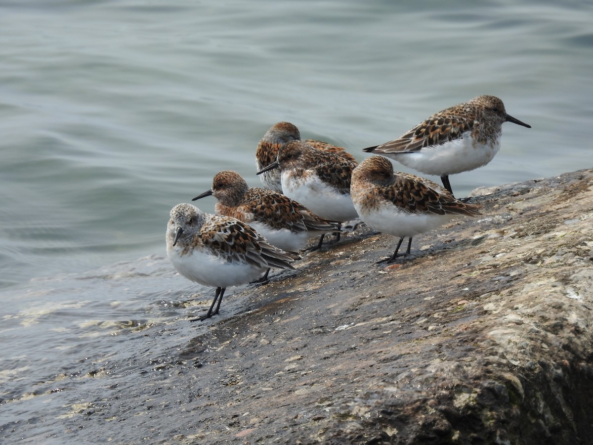 三趾濱鷸 - ML637009818