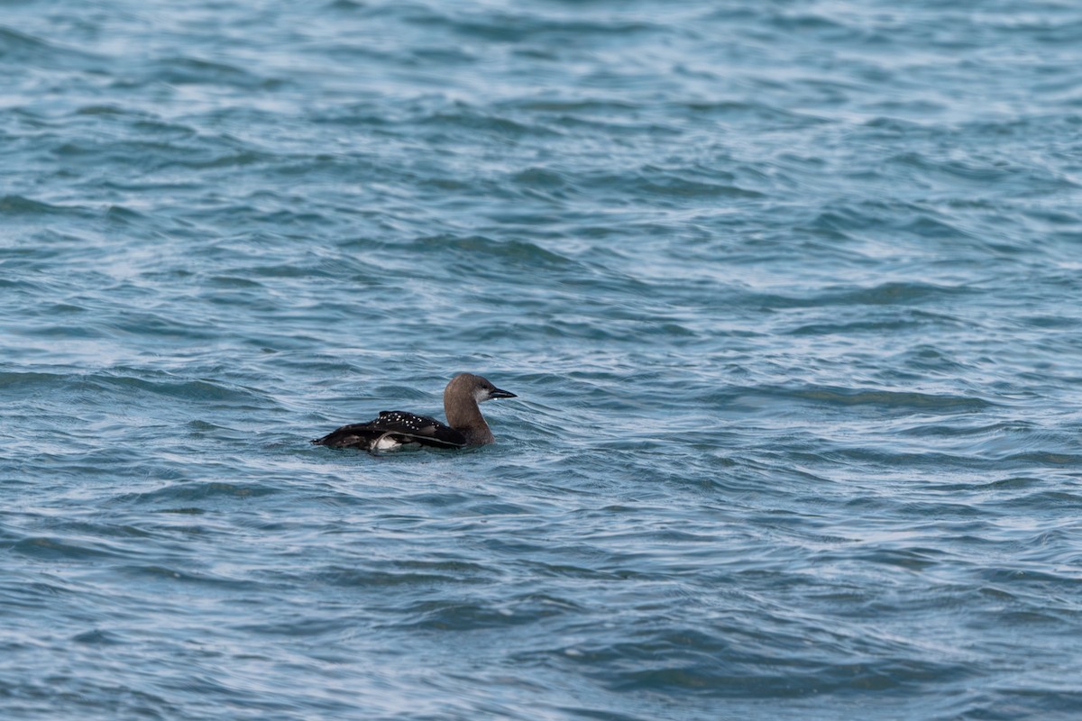 Arctic Loon - ML637009826