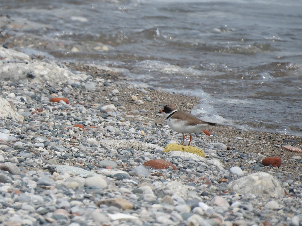 Semipalmated Plover - ML637009840