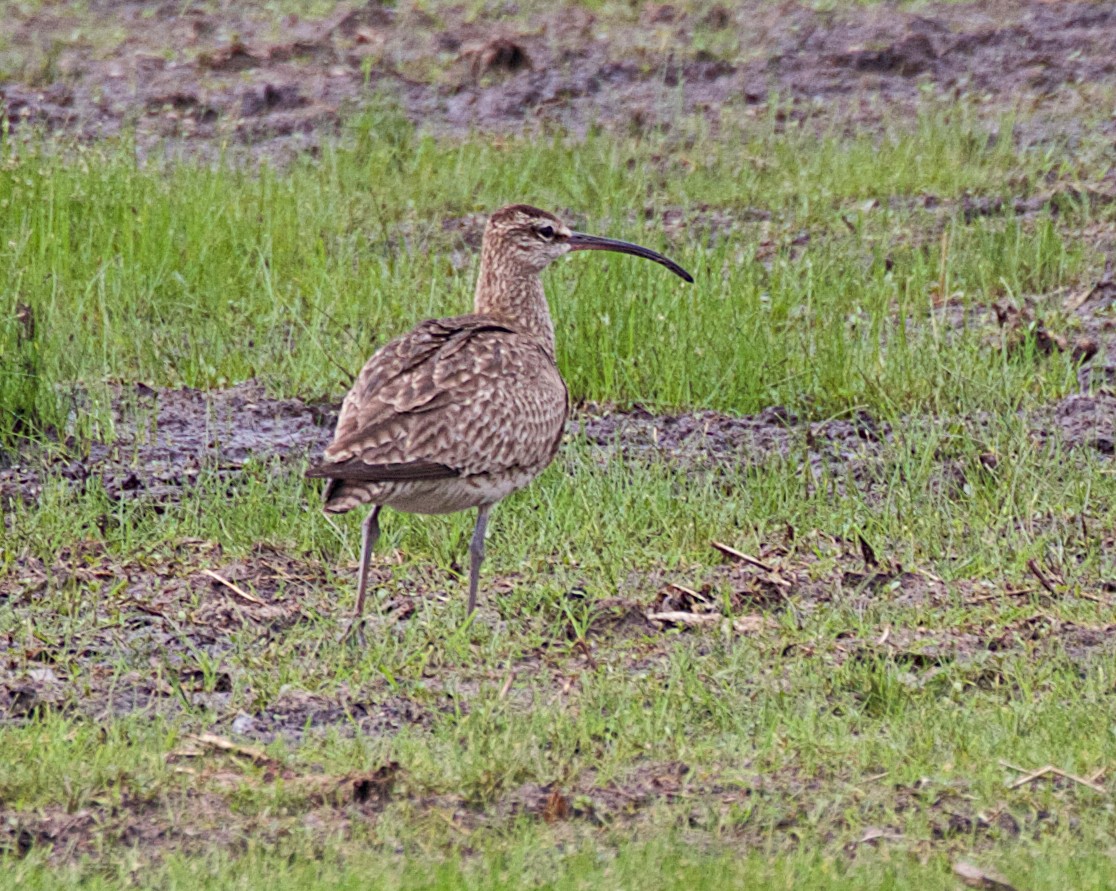 Whimbrel - ML637009900