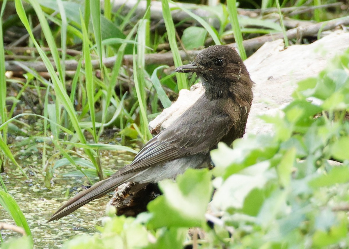 Black Phoebe - ML637009901