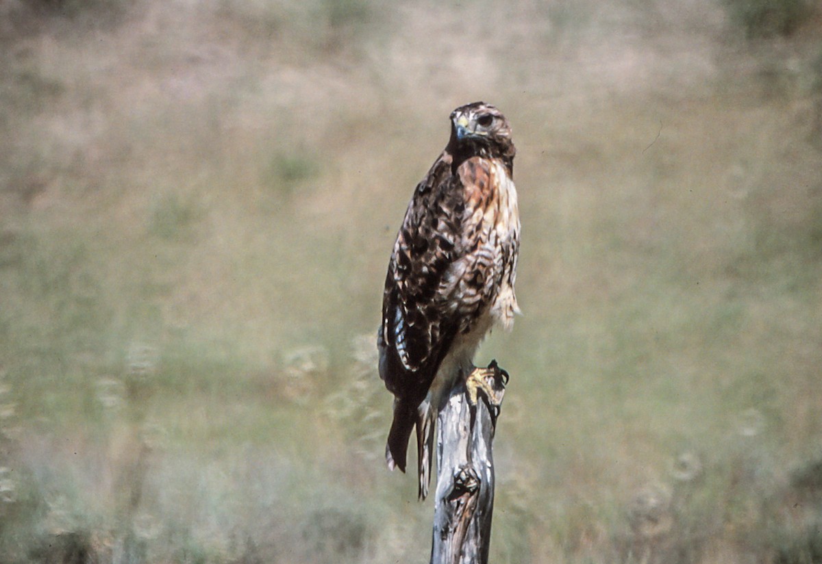 Red-tailed Hawk - Nick Pulcinella