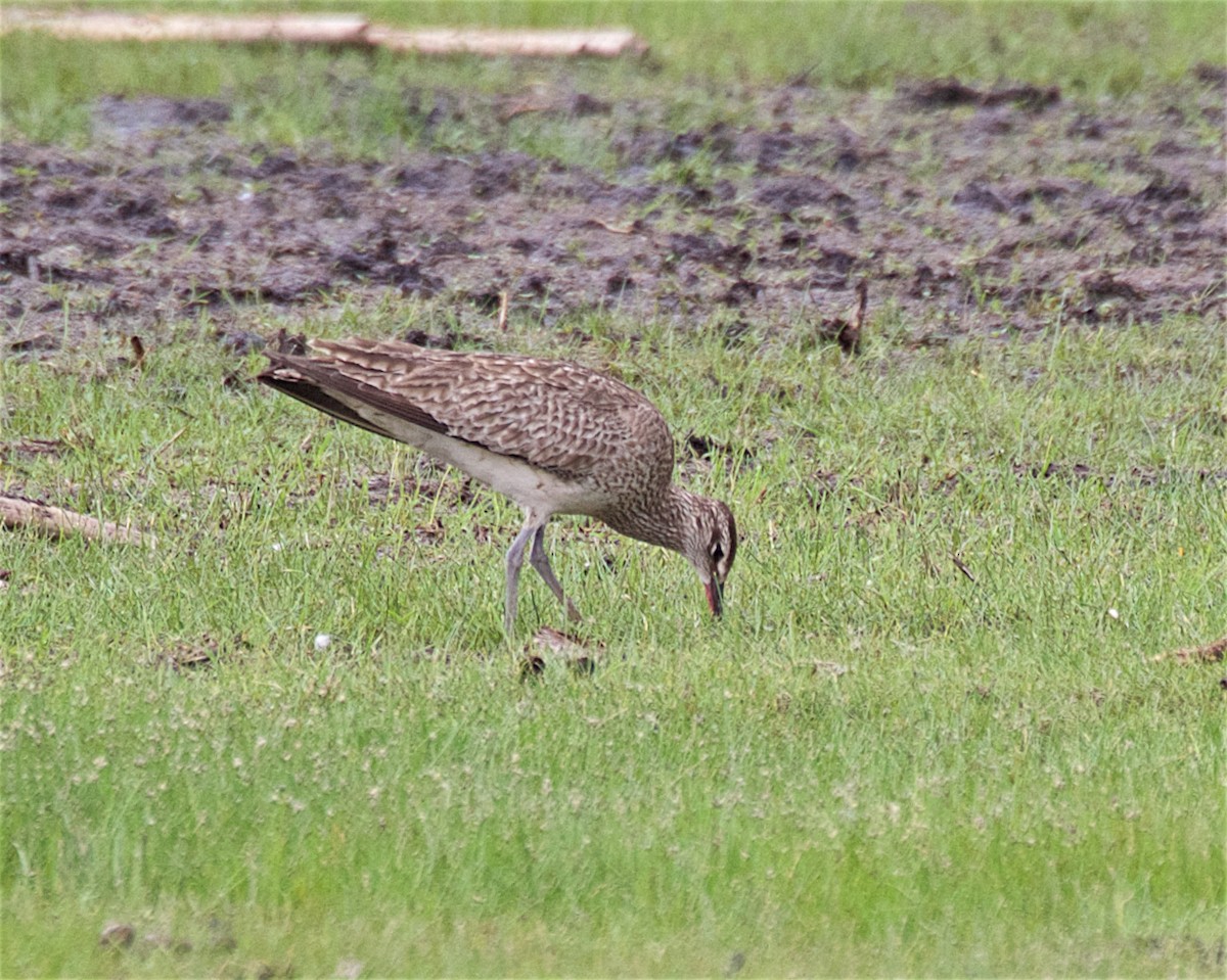 Whimbrel - ML637009923