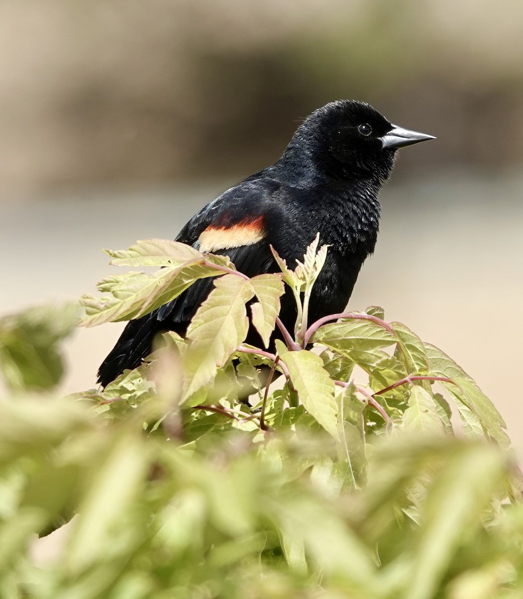 Red-winged Blackbird - ML637009958
