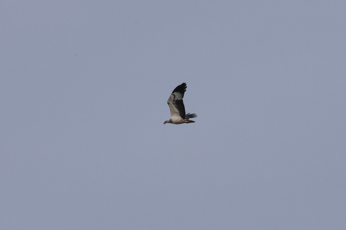 White-bellied Sea-Eagle - ML637009965
