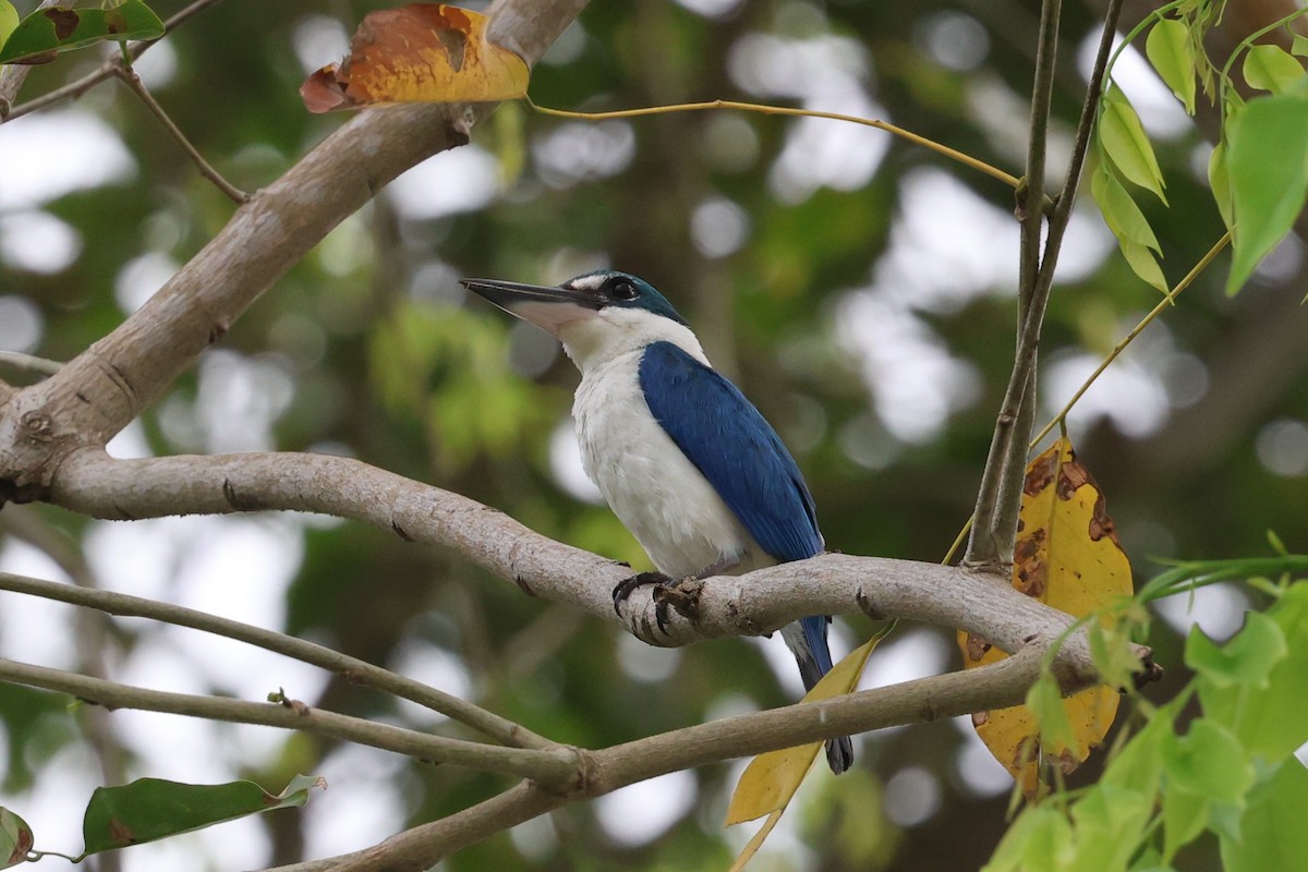 Collared Kingfisher - ML637009973