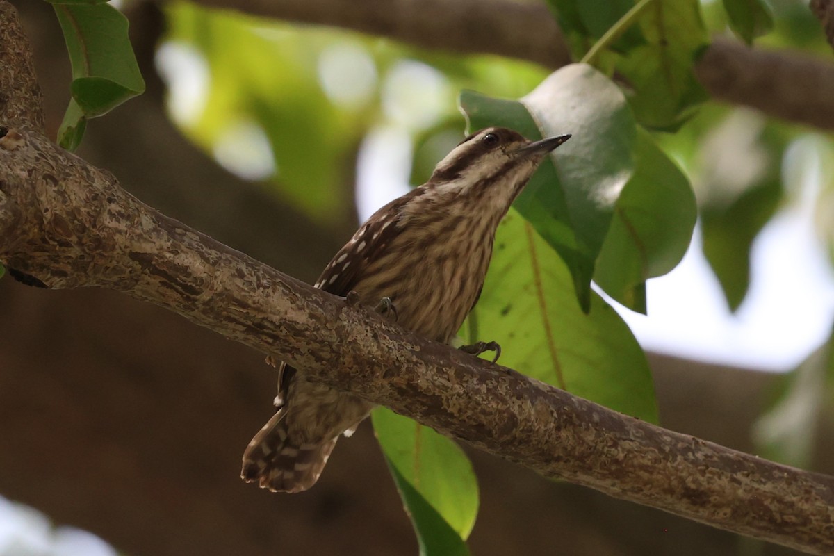 Sunda Pygmy Woodpecker - ML637009977