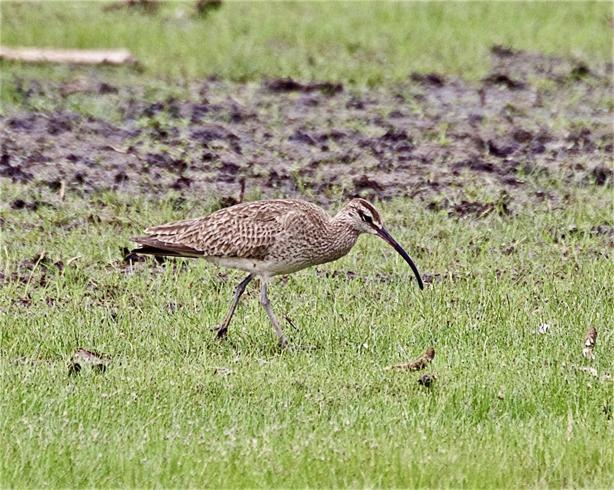Whimbrel - ML637009985