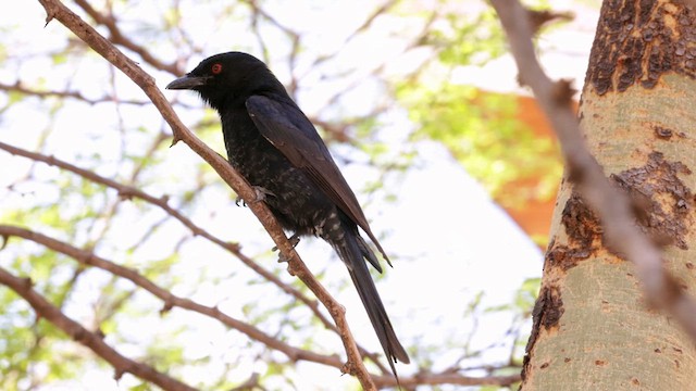 Fork-tailed Drongo - ML637010090