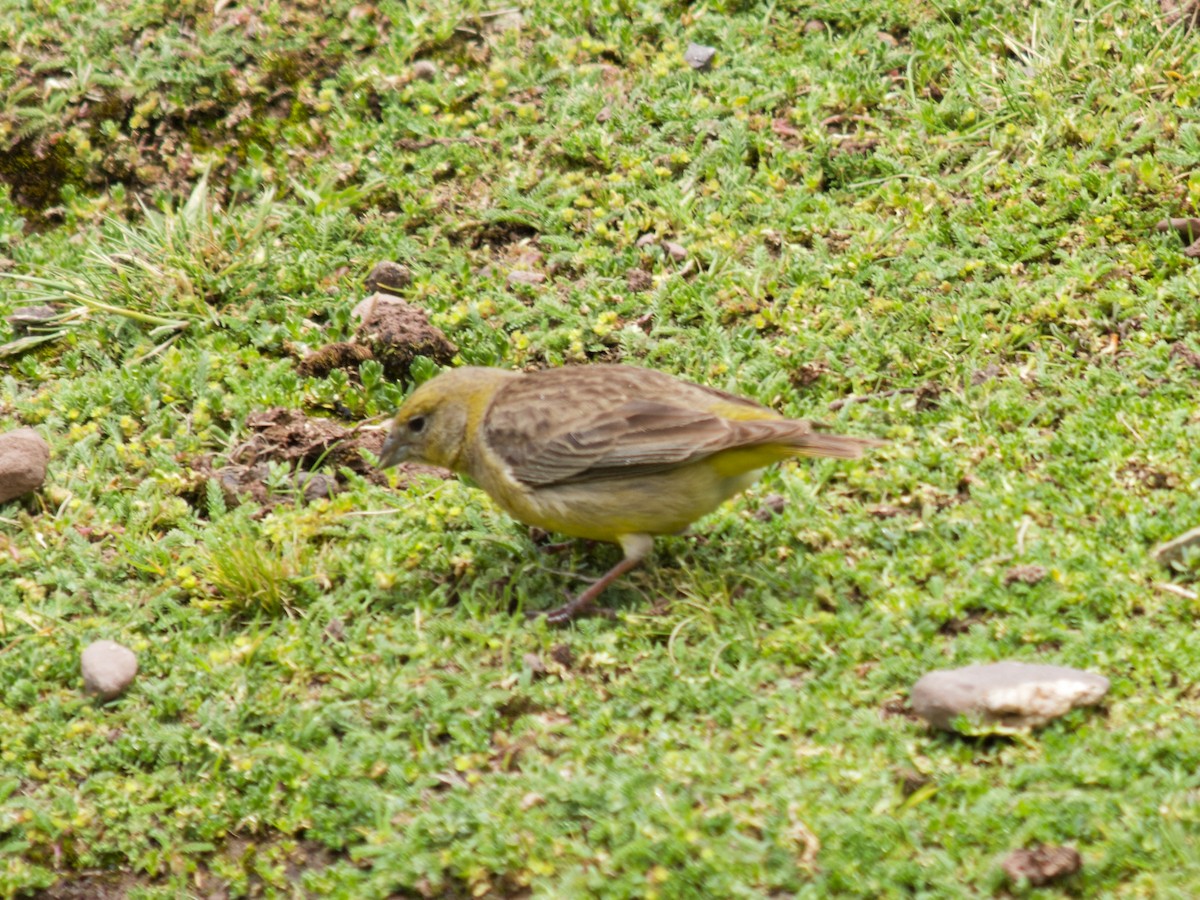 Bright-rumped Yellow-Finch - ML637010115