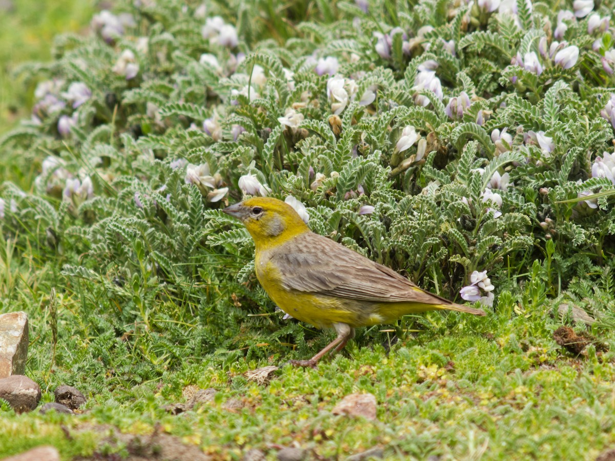 Bright-rumped Yellow-Finch - ML637010116