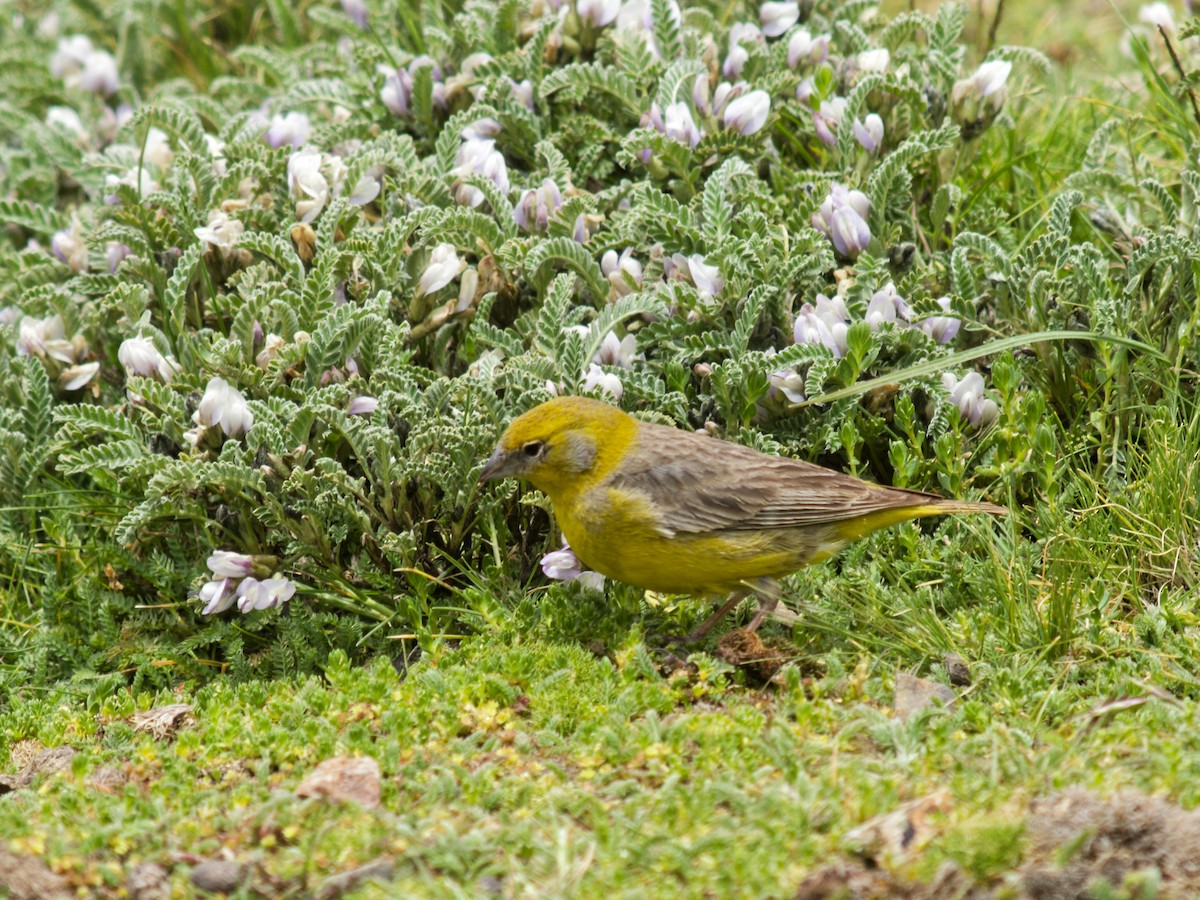 Bright-rumped Yellow-Finch - ML637010117