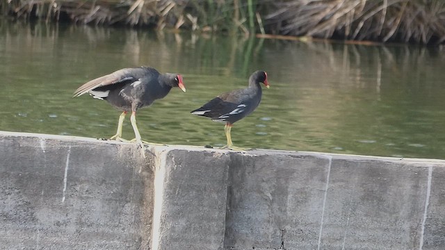 Common Gallinule - ML637010230